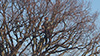Tree works